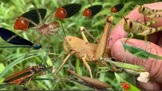 Hunting insects in the pouring rain‼️