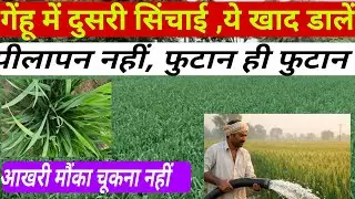 गेंहू में दुसरा पानी और ये चमत्कारी खाद,पीलापन कोंसौ दुर। #wheat #agriculture 