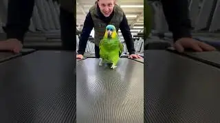 papaga je re&scaron;io da smr&scaron;a