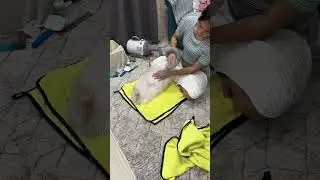 Pomeranain bath time using Blue Furmagic 🤗 #pomeranian #dog #relaxing #bathtime