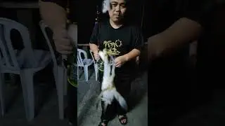 #mrcrab