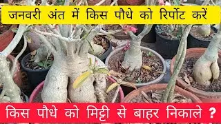 जनवरी अंत जाती डोरमेंसी में एडिनियम को सोयल से बाहर निकाल कर रिपोर्ट करने के क्या फायदे और नुकसानहैं