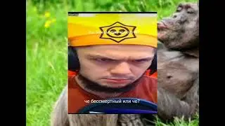 мма сносит за дизы