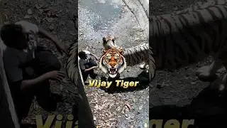 White Tiger ATTACK in Delhi Zoo Video explain #thejunglestories #whitetigerindia
