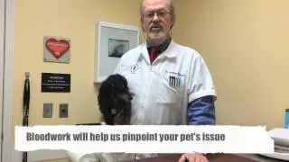Does your pet drink too much water?