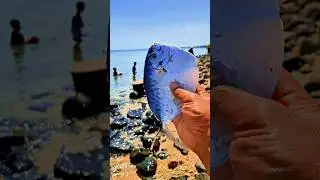 Found dead semarfish among the rocks on the beach #shorts #shortvideo #viralvideo
