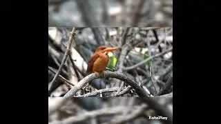 ruddy kingfisher phuket 13/03/22..