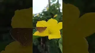 wildlife photography @photography @wildlifephotographer @nature #youtubeshorts #viral #viralvideo