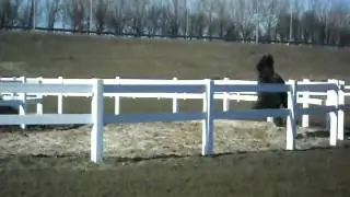 Wild paard ? .. Hmm hij komt er wel