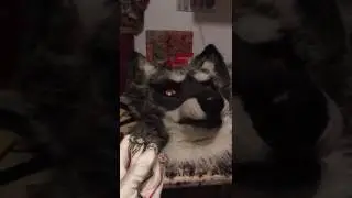 Animatronic wolf beta test