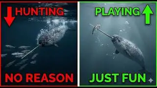 Narwhals PLAY With Their Food - Scientists Can't Explain Why