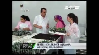 Sebzecilik - Sebze Fideleri Nasıl ve Neden Aşılanır - 5. B&ouml;l&uuml;m
