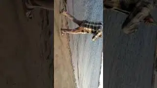 Fishing in yanbu (azeem Khan guru)