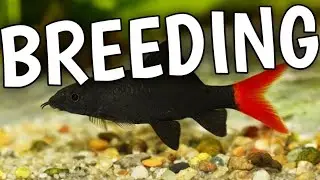Red tail shark breeding | Breeding Red tail shark | Red tail shark .