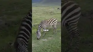 Zebra Stripes Are Like Fingerprints 😲🦓||#animalfacts#naturefacts @FactHorizon-Tv