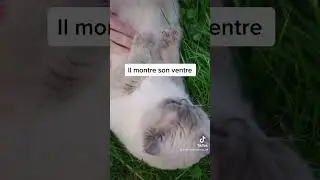 6 signes qui montrent que ton chat est heureux 😸