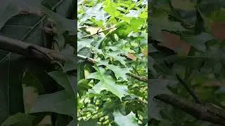 Shumard Oak Leaves - Quercus shumardii #oak #plantidentification #oak #oaktree #hiking