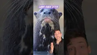 The Giant River Otter is a BEAST 👀