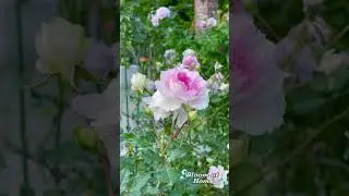 Blossoming Lavender Roses  #bloomathome #flowers #colorfulblooms #nature