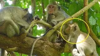 MG! Look So Warm BUTTER Monkey Be A Good Mother& Responsibility To Her Babies BUTTON& BASIL Monkey.