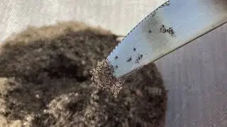 One month's worth of Scottish Midges in a bowl