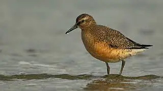 Calidris canutus