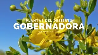 Plantas del desierto