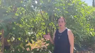 Gestión Integrada de Plagas en cultivo de aguacate [Motril, 22/06/2022]