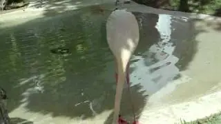 flamingos - Kodak Easy Share C813
