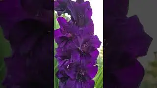 Gladiolus flowers in vibrant colors #flowerszone #flower #gladiolus #lule #nature #shortsvideo