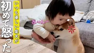 何されても怒らない優しい柴犬がついに1歳児にブチギレ…！？
