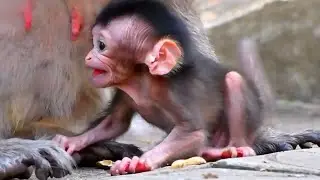 Tiny Baby Monkey Trying To Stand and Walk, Adorable Wildlife
