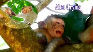 POOR BABY LITTLE MONKEY ALBA CRYING LURE MOM FOR MILK, BE KIND MUMMY I'M SO HUNGRY