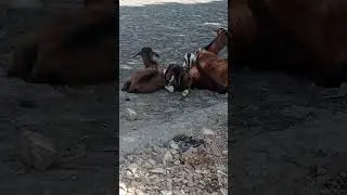goat and baby goats sleeping.