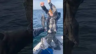 Seabass fishing Long Island NY doubleheader with a spiny dogfish #seabassfishing #fishing #shark