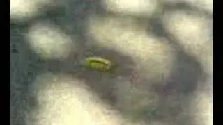 the amazing unicorn caterpillar