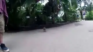 Eden Project Bird