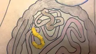 Dragon Digestion
