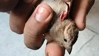 Saving a BIRD'S Life! bird rescue | vlog creations | animal rescue #vlogs #birds #villagelife