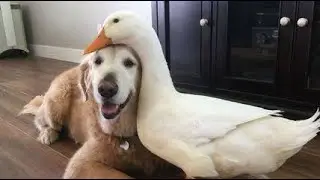 Cute dog compilation - funny captions #1  2018