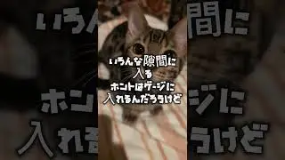 ベンガル#shorts #funny #cat#猫#bengaru