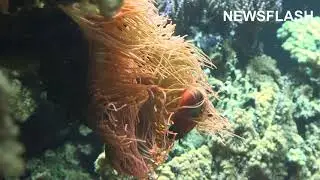 New Species Of Shrimp Discovered - In A Zoo !