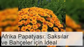 Afrika Dimorphotheca Papatyası: İdeal Tam G&uuml;neş Bitkisi
