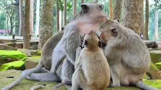 Family of DeeDee monkey so happy went was meeting. #Newborn #Real #Baby
