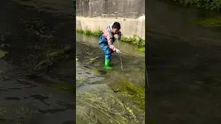 Using a Traditional Fishing Skill in the Wild Was Risky#fish #shortvideo #seafood