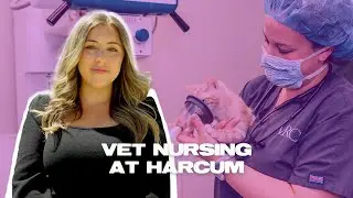 An Overview of Harcum's Vet Nursing Program