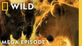 Surviving Animal Kingdom Battles | Animal Fight Night MEGA Episode | Nat Geo Animals
