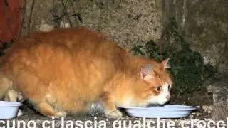 NIENTE NATALE PER I GATTI DI LESSOLO.wmv