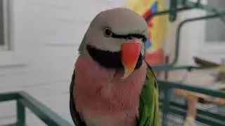 How to keep your parrots nails and beak from getting to long or sharp🦜