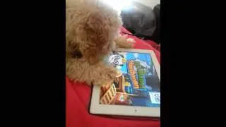 Snuggs playing iPad